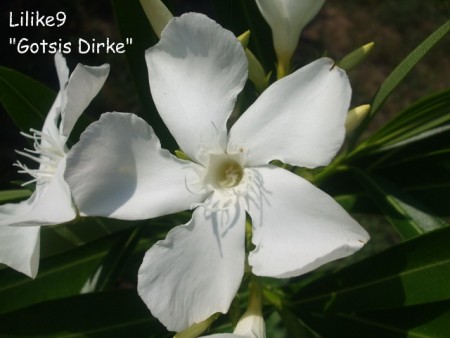 Gotsis Dirke